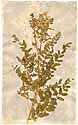 Astragalus alpinus L., front