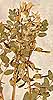 Astragalus alpinus L., close-up x5
