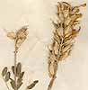 Astragalus ammodytes Pall., blomställning x4