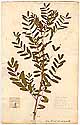 Astragalus chinensis Linn. f., framsida