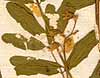Astragalus chinensis Linn. f., blomställning x8