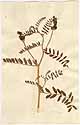 Astragalus cicer L., front