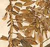 Astragalus frigidus A. Gray, närbild x8