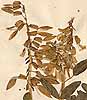 Astragalus frigidus A. Gray, närbild x5