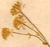 Astrantia minor L., inflorescens x8