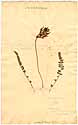 Astragalus monspessulanus L., front