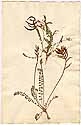 Astragalus monspessulanus L., framsida