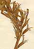 Astragalus monspessulanus L., blomställning x8