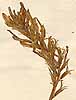 Astragalus monspessulanus L., blomställning x4