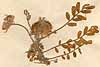 Astragalus pentaglottis L., närbild x5
