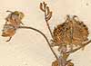 Astragalus pentaglottis L., blomställning x8