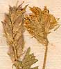 Astragalus pilosa L., blomställning x8