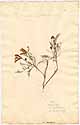 Astragalus syriacus L., framsida