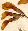 Astragalus syriacus L., blommor x8
