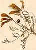 Astragalus syriacus L., inflorescens x4