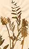 Astragalus uliginosus L., close-up, front x3