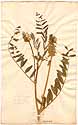 Astragalus uliginosus L., framsida