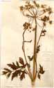 Athamanta sibirica L., framsida