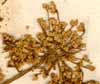 Athamanta sibirica L., inflorescens x8
