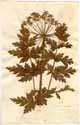 Athamanta sibirica L., framsida