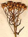Athanasia crithmifolia L., blomställning x8