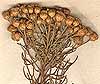 Athanasia crithmifolia L., inflorescens x7
