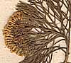 Athanasia parviflora Thunb., blomställning x8