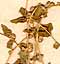 Atriplex roseum L., inflorescens x8