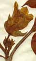 Atropa bella-donna L., blomma x5