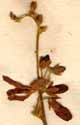 Averrhoa bilimbi L., inflorescens x8