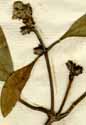 Avicennia officinalis L., blomställning x5