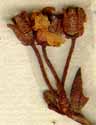 Azalea lapponica L., flower x8