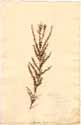 Baeckea frutescens L., framsida