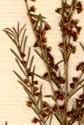 Baeckea frutescens L., inflorescens x8