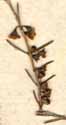 Baeckea frutescens L., inflorescens x8