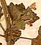 Ballota nigra L., inflorescens x8