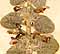 Ballota pseudodictamnus Benth., inflorescens x8