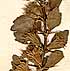 Ballota spinosa L., inflorescens x8