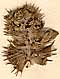Ballota suaveolens L., inflorescens x8