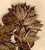Barleria cristata L., inflorescens x6