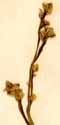 Basella alba L., inflorescens x6