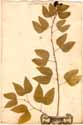 Bauhinia acuminata L., framsida