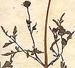 Bidens bipinnata L., inflorescens