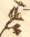 Bidens bipinnata L., inflorescens