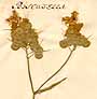 Biscutella auriculata L., blomställning x3