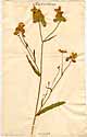 Biscutella auriculata L., framsida