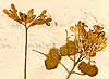 Biscutella auriculata L., blommor x8