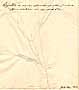 Biscutella auriculata L., baksida