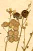 Biscutella lyrata L., blomställning x8