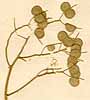 Biscutella sempervirens L., frukter x8